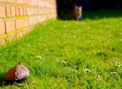  Animaux Mr. Tortue