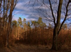  Nature Une promenade dans les bois.