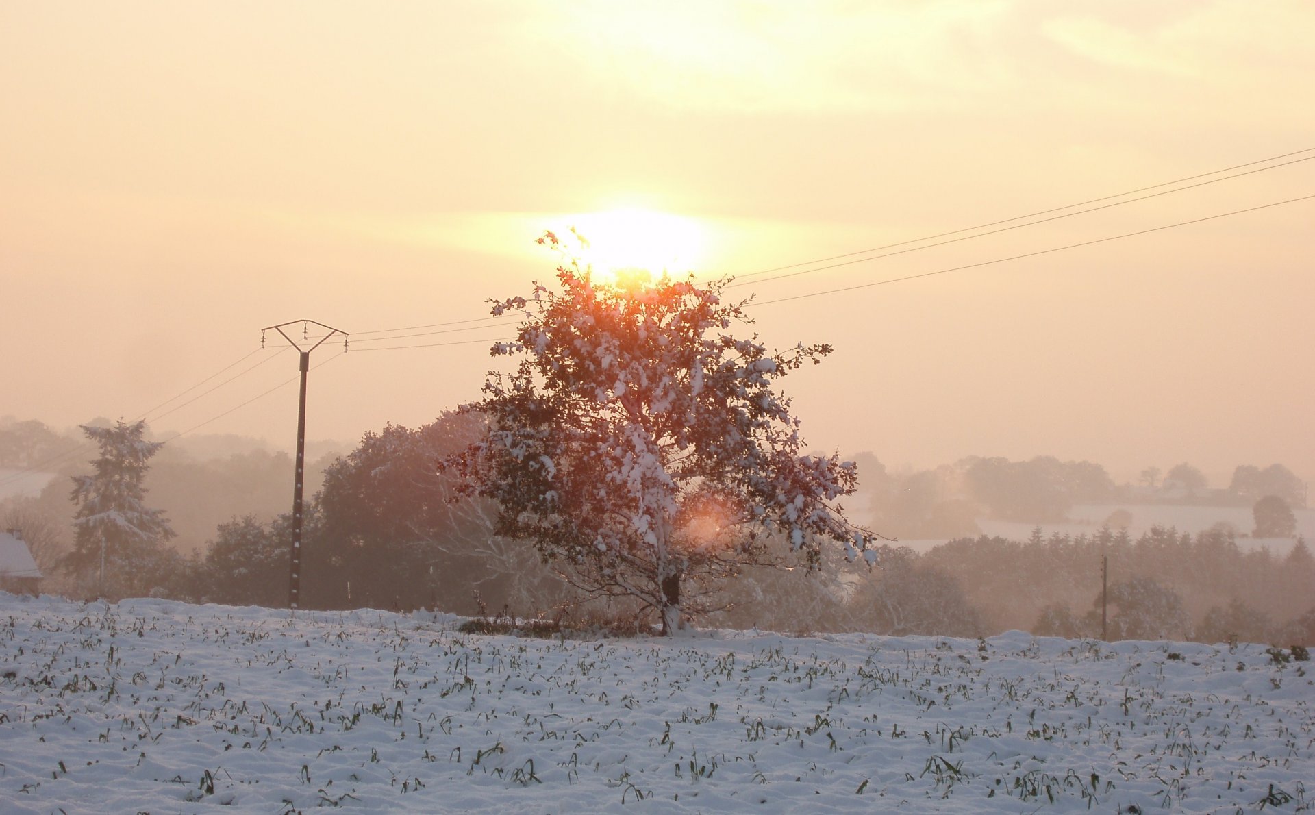 Fonds d'cran Nature Arbres - Forts 