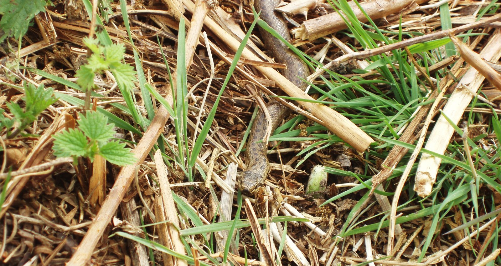 Fonds d'cran Animaux Serpents 