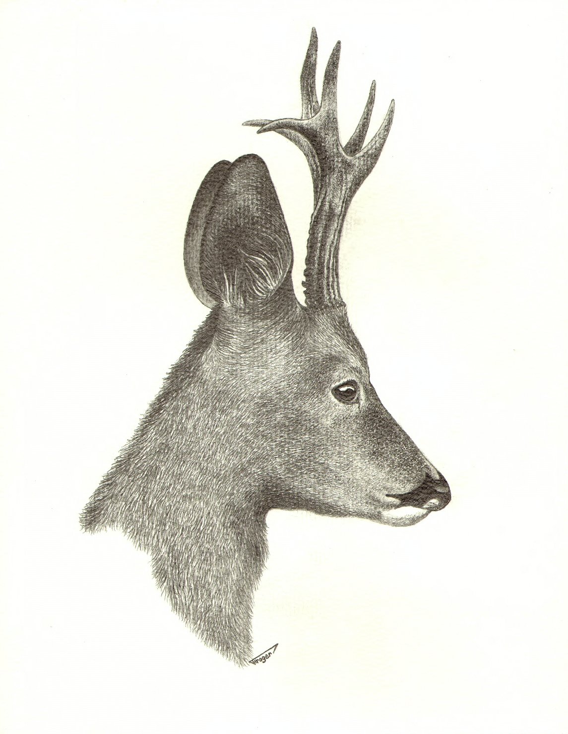 Wallpapers Art - Pencil Animals - Deer Portrait Chevreuil 