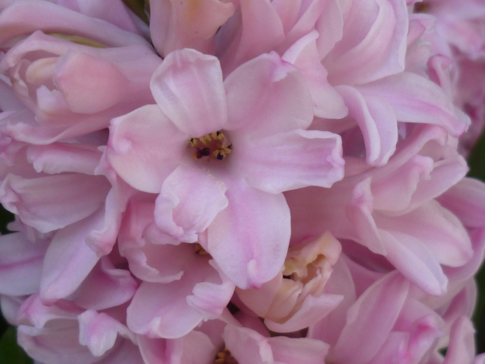 Fonds d'cran Nature Fleurs jacinthe