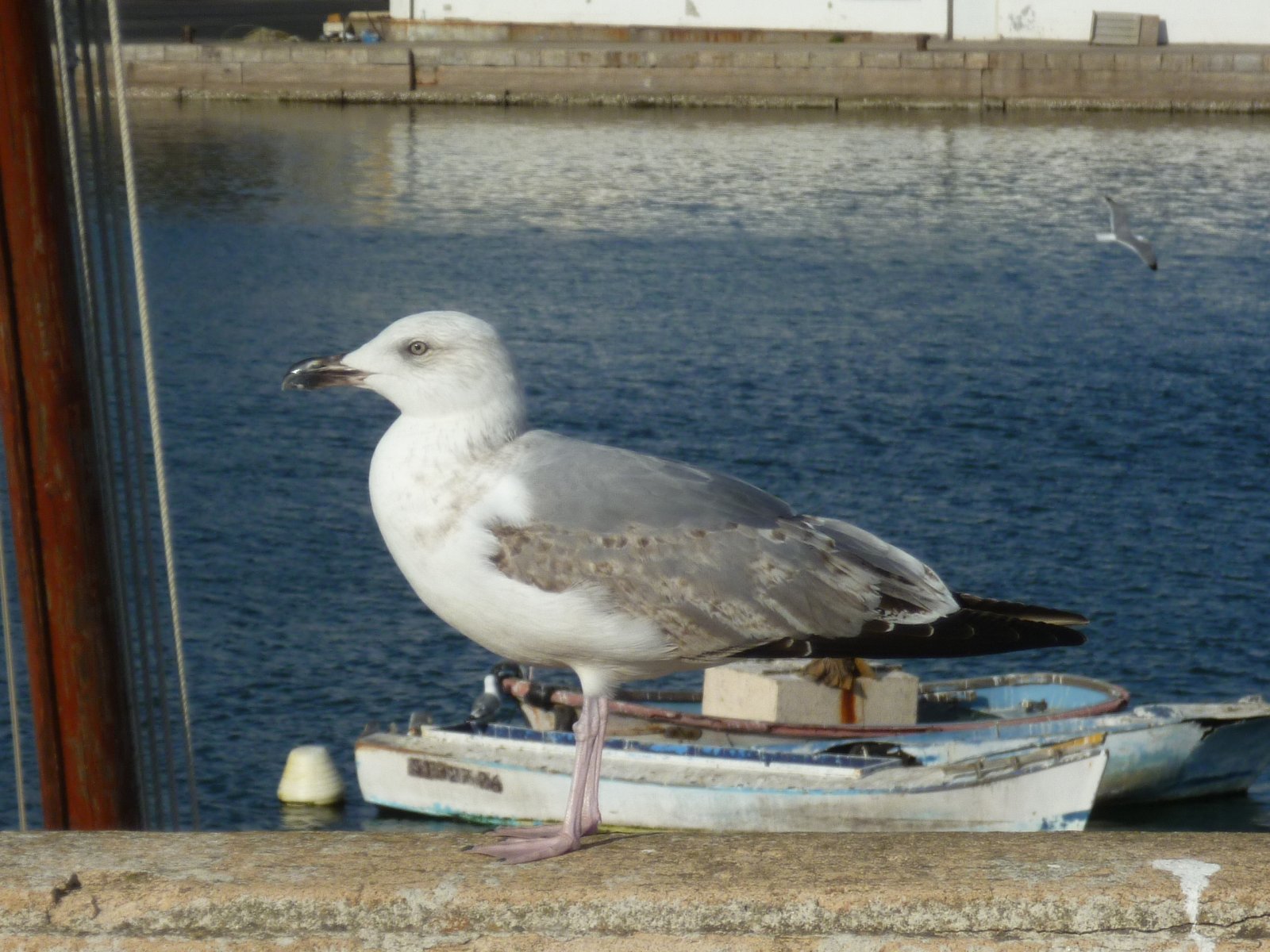 Wallpapers Animals Birds - Gulls Mouette juvnile