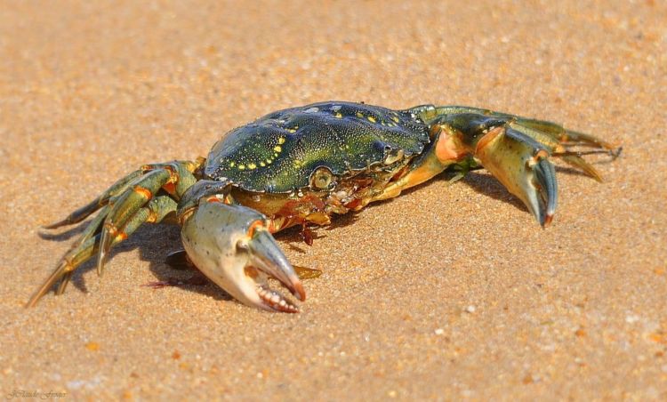 Fonds d'cran Animaux Vie marine - Crustacs Entre mer et grains de sable  