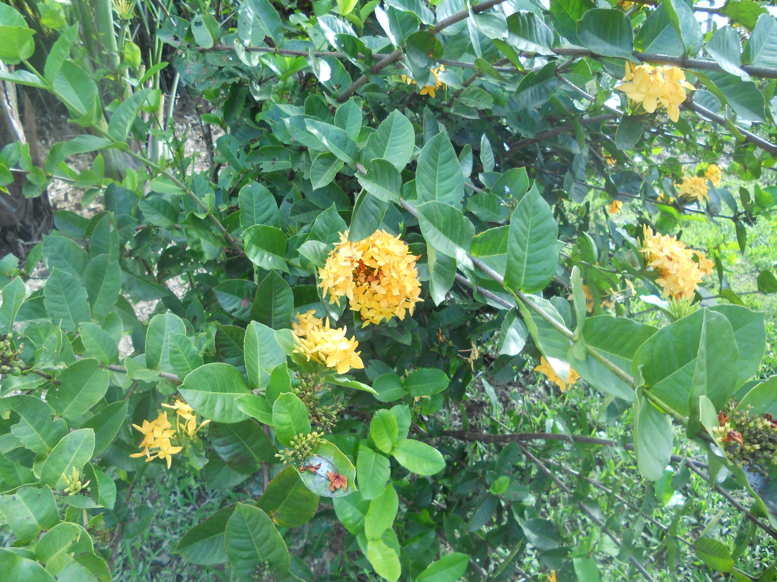 Fonds d'cran Nature Plantes - Arbustes Lantana jaune