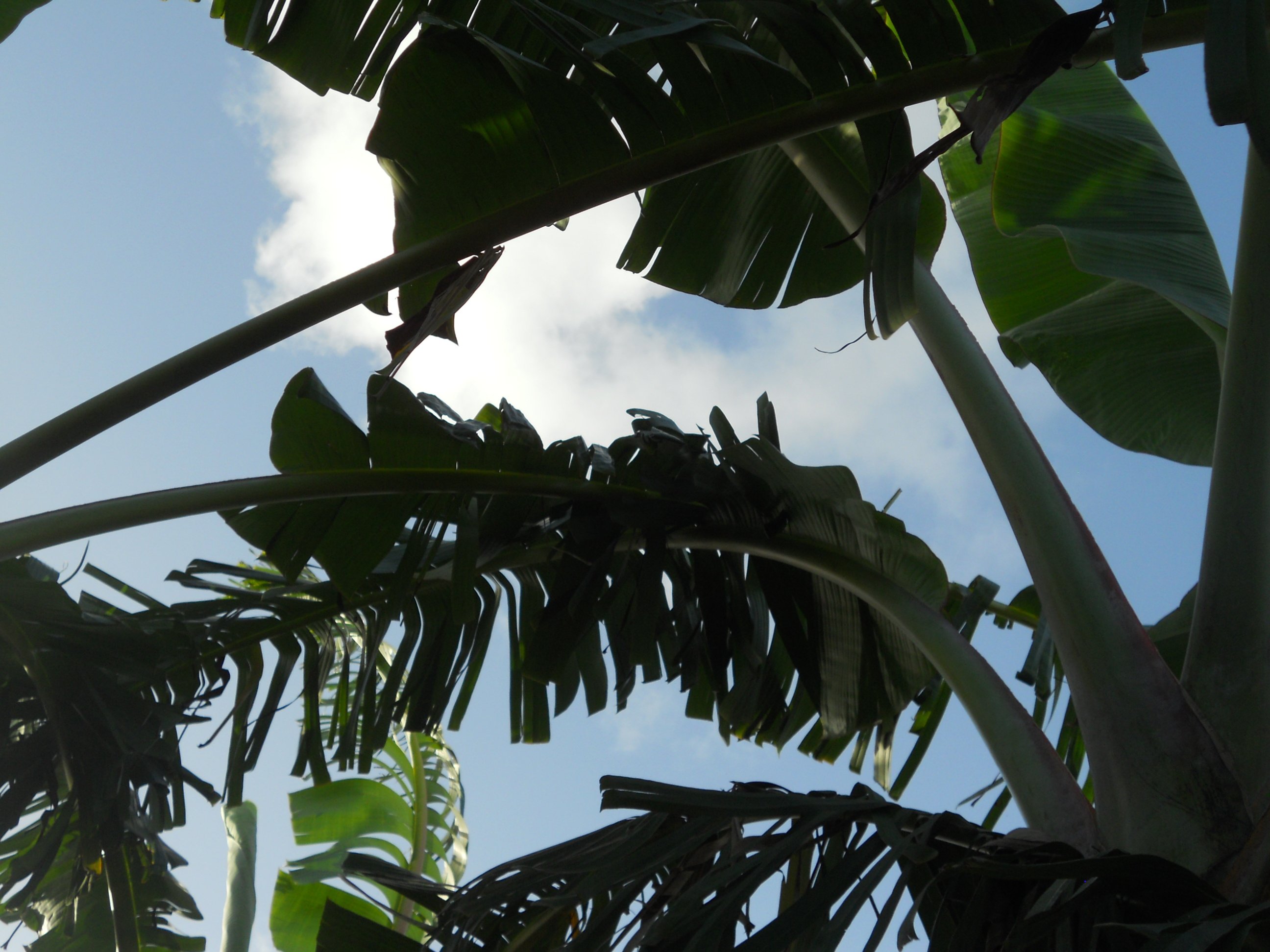 Fonds d'cran Nature Arbres - Forts Bananiers