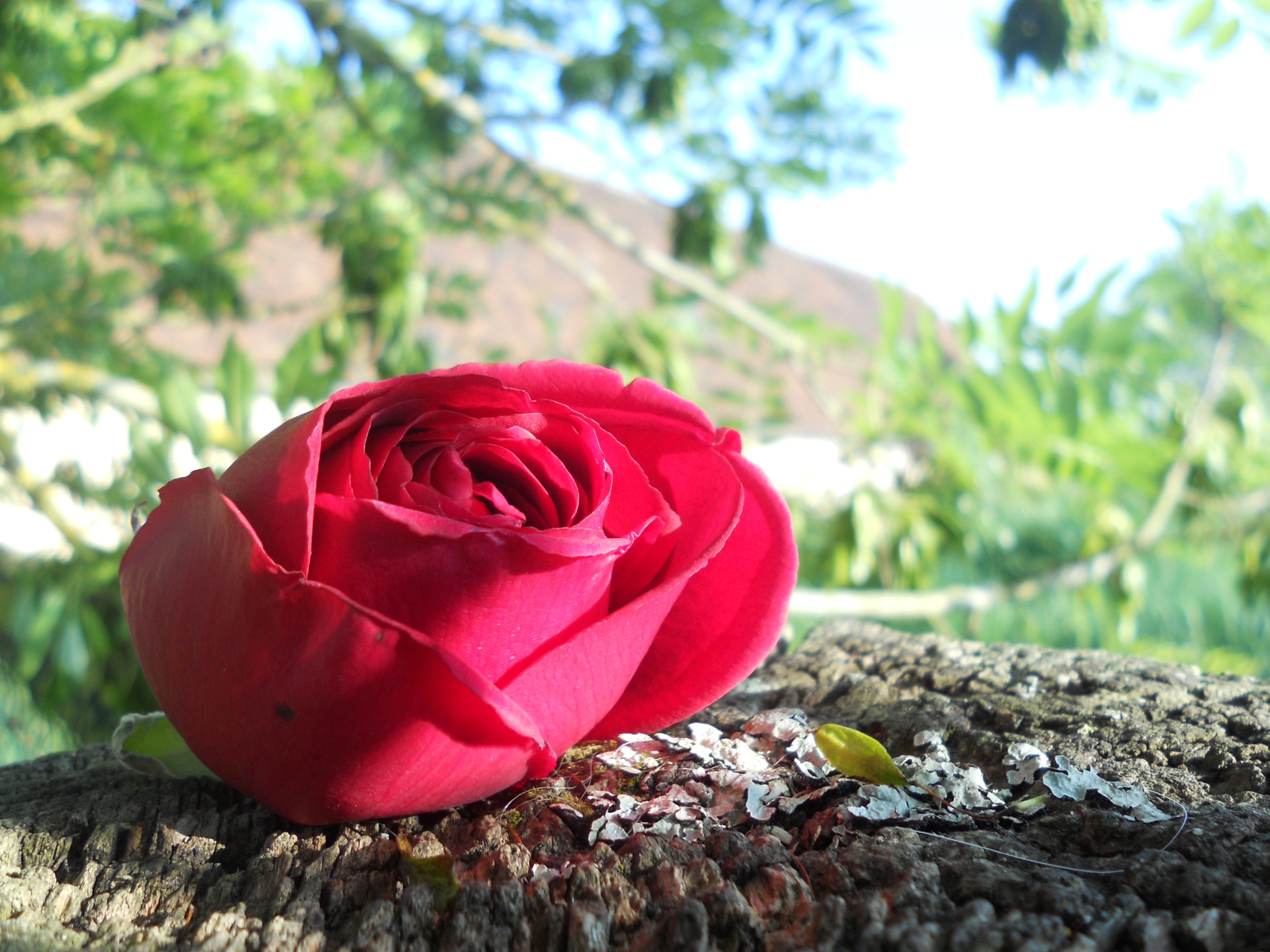 Wallpapers Nature Flowers Rose, c'est la vie