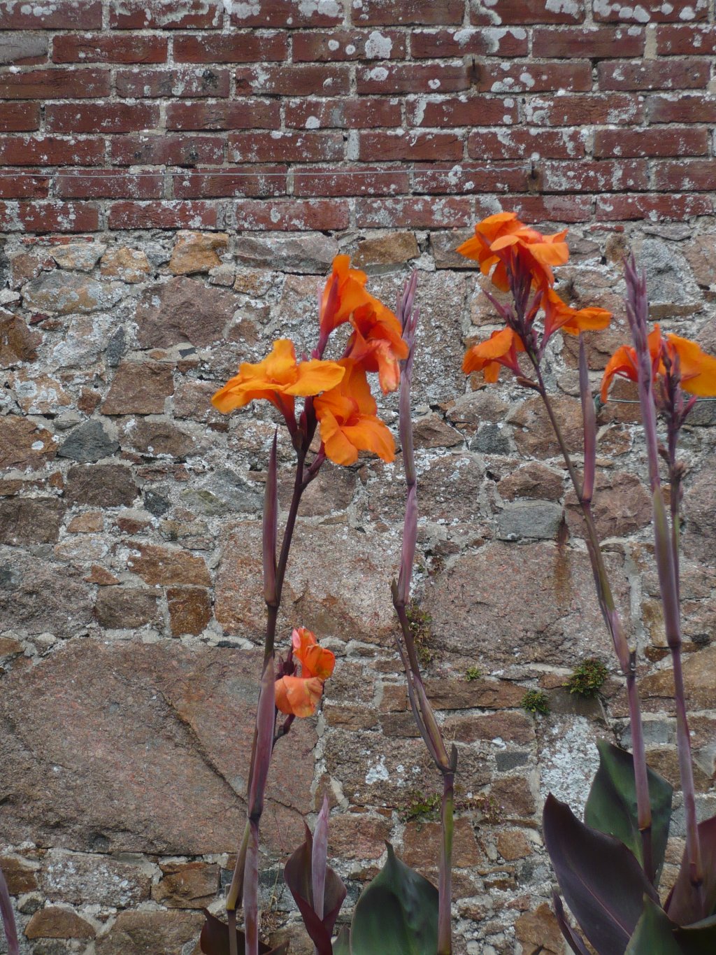 Fonds d'cran Nature Fleurs 