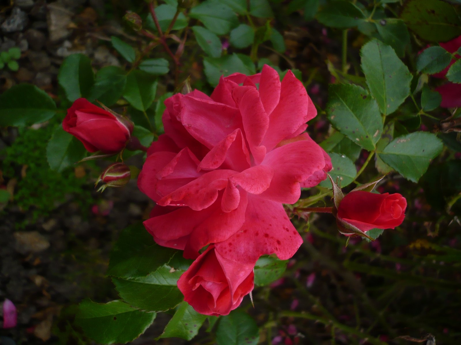 Fonds d'cran Nature Fleurs 