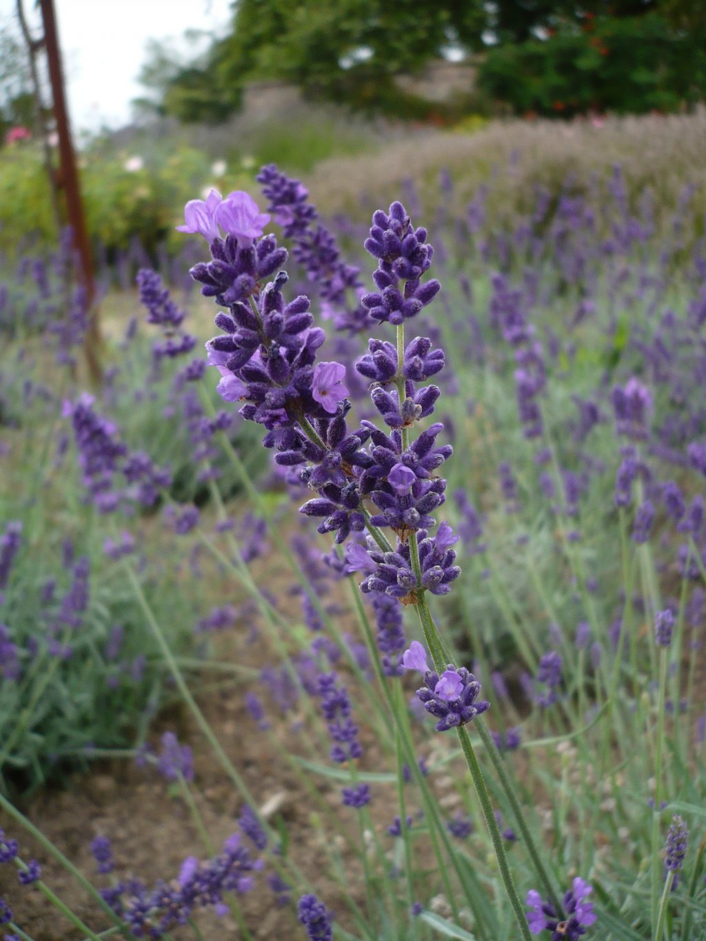 Fonds d'cran Nature Fleurs 