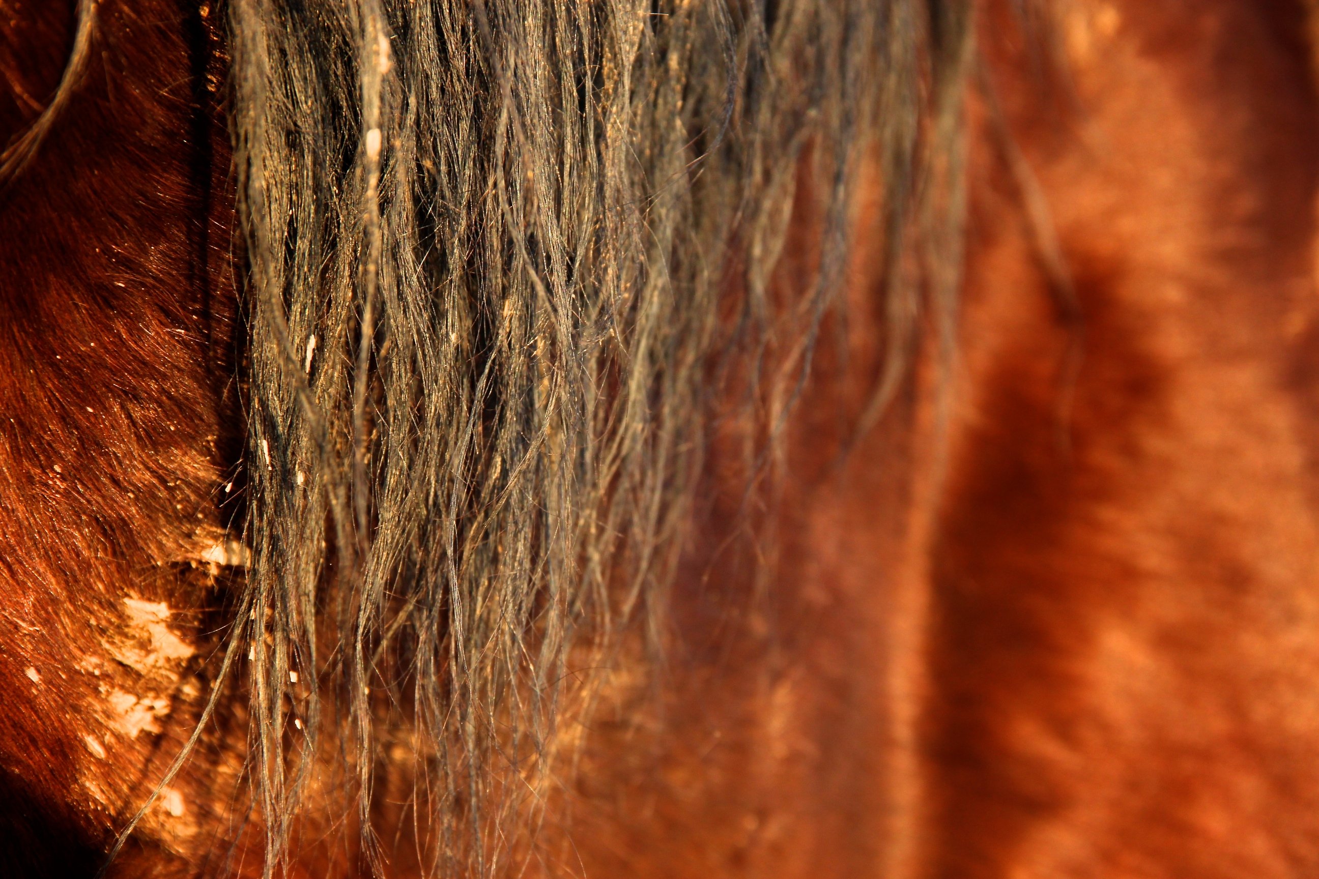 Fonds d'cran Animaux Chevaux 