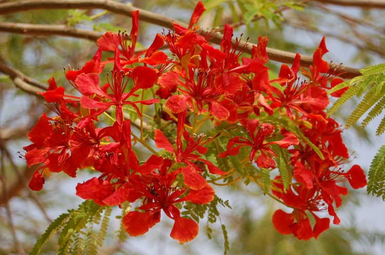 Fonds d'cran Nature Fleurs fleurs rouges