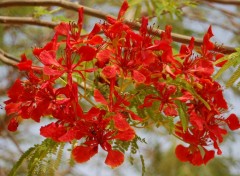  Nature fleurs rouges