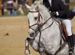  Animaux Horse Attitude