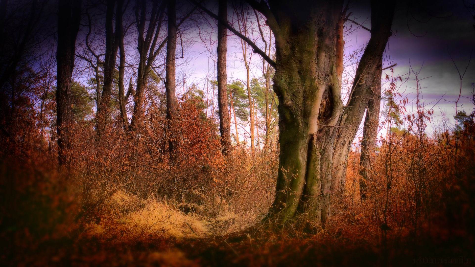 Fonds d'cran Nature Arbres - Forts Esprit de la fort.