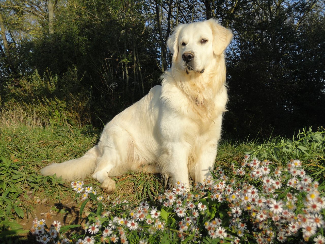 Fonds d'cran Animaux Chiens 