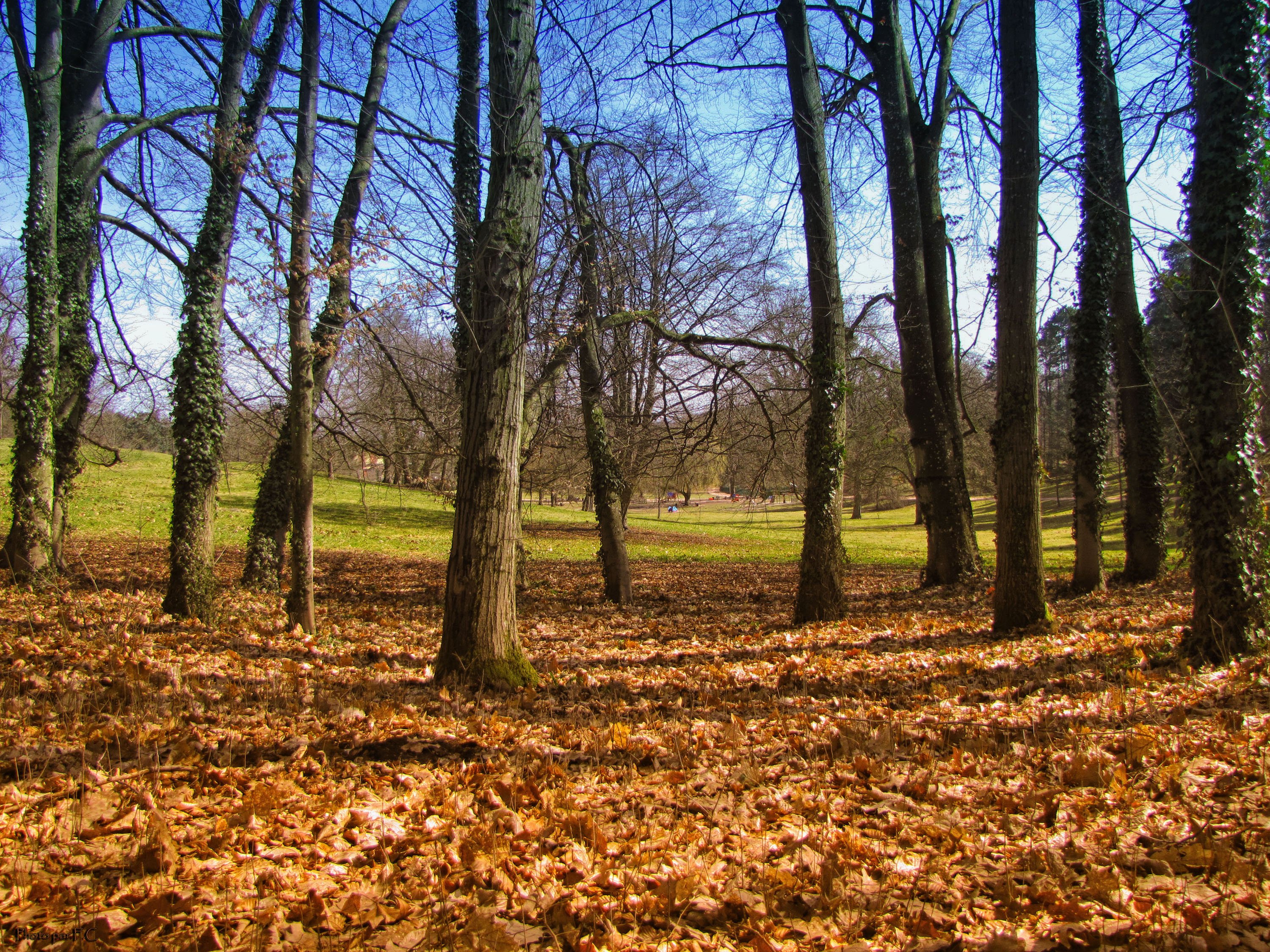 Wallpapers Nature Trees - Forests Arbres au Creusot