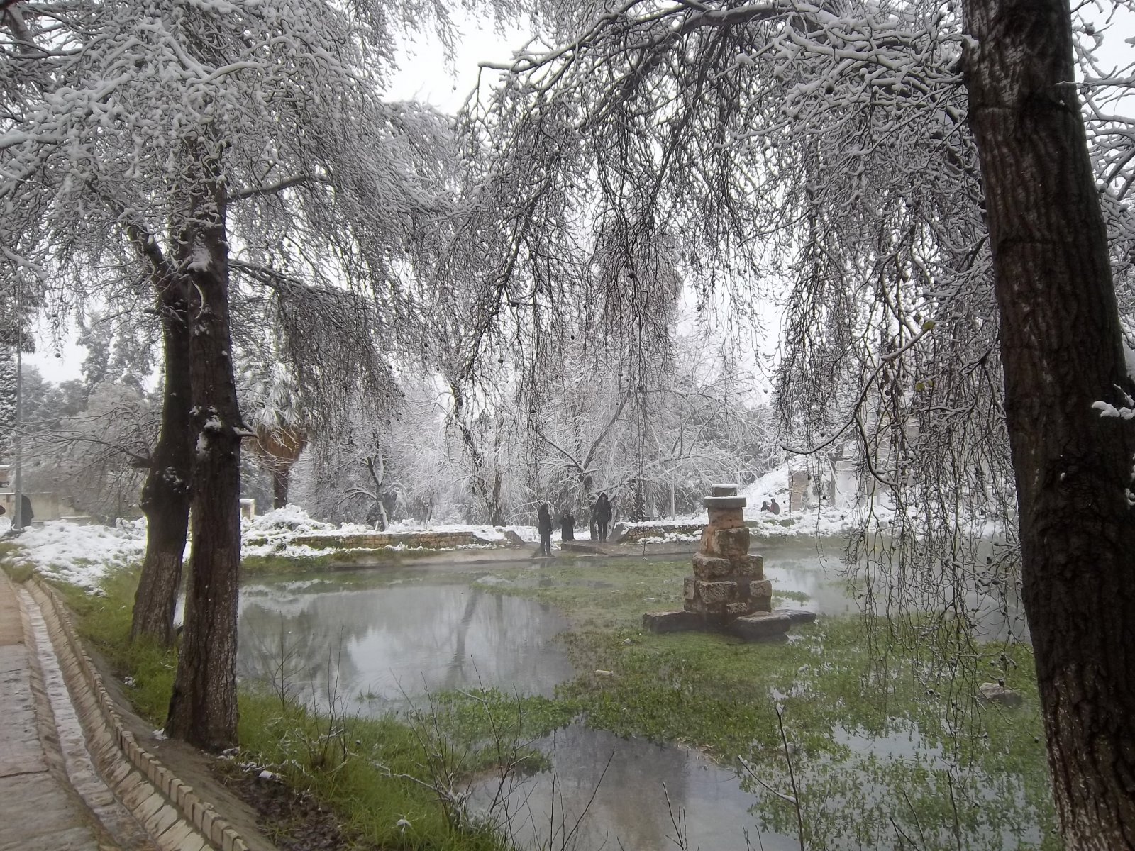 Wallpapers Nature Trees - Forests le lac vert 