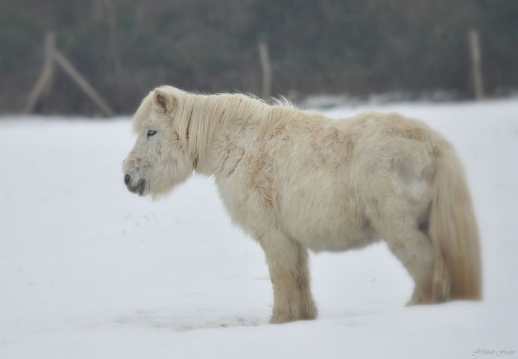 Fonds d'cran Animaux Chevaux Poney dans la neige 