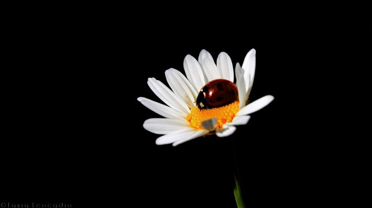 Fonds d'cran Animaux Insectes - Coccinelles Coccinelle