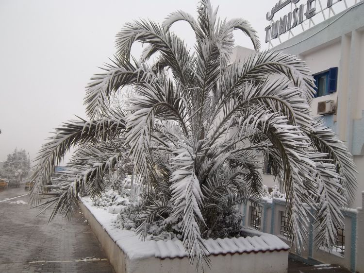 Wallpapers Trips : Africa Tunisia palmier sous la neige 