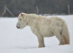  Animaux Poney dans la neige 