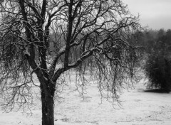  Nature Neige au parc du Chteau de la Verrerie