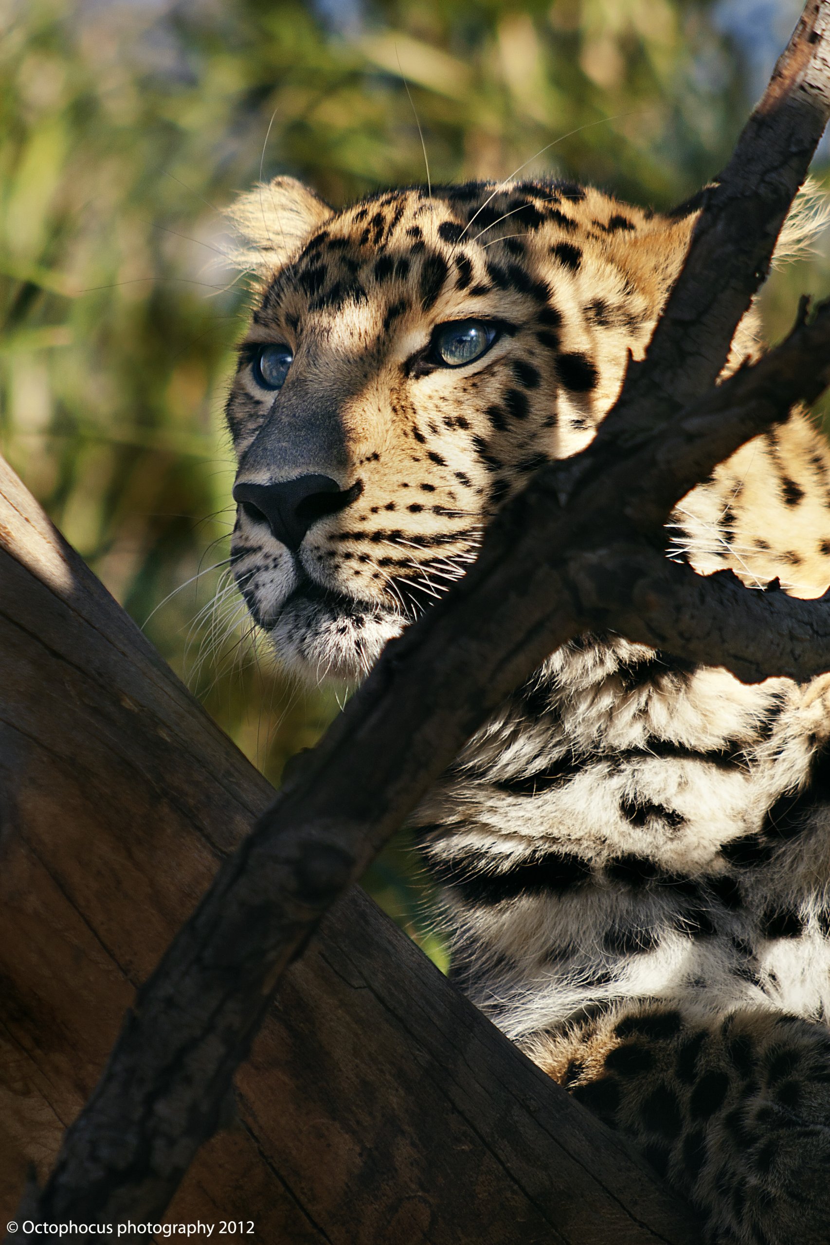 Wallpapers Animals Felines - Cloud panthers Panthres de l'amour