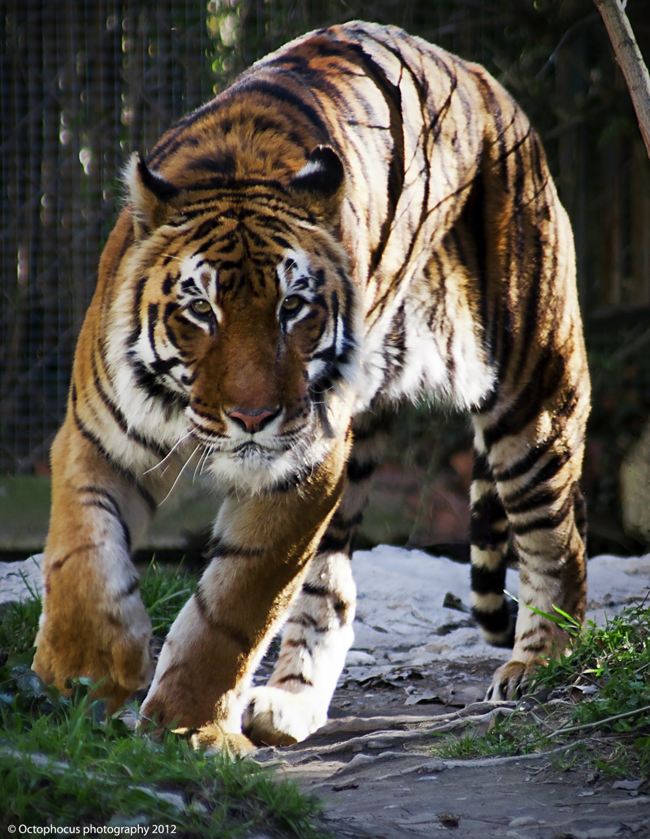 Fonds d'cran Animaux Flins - Tigres 