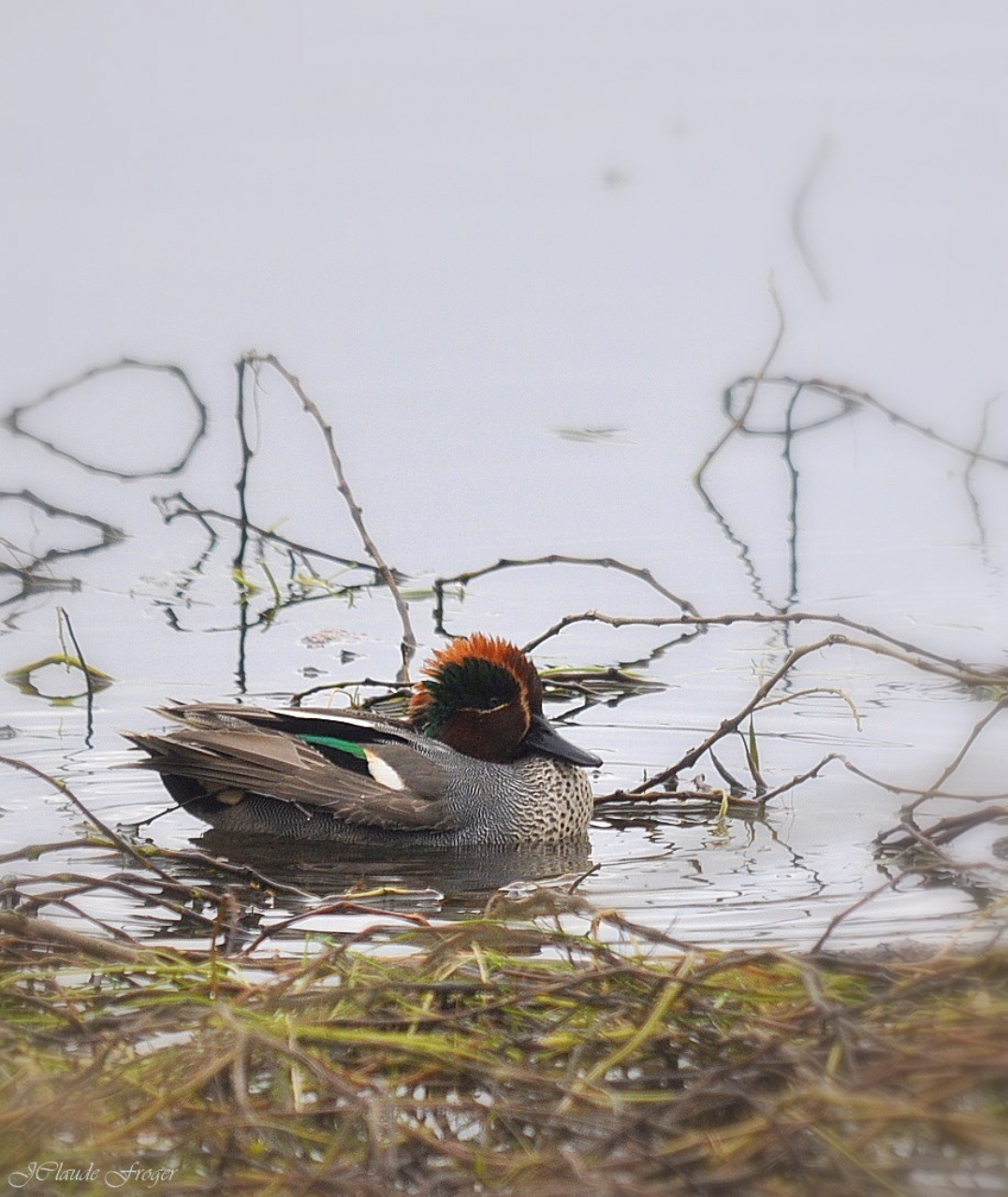 Wallpapers Animals Birds - Ducks Sarcelle d' hiver mle 