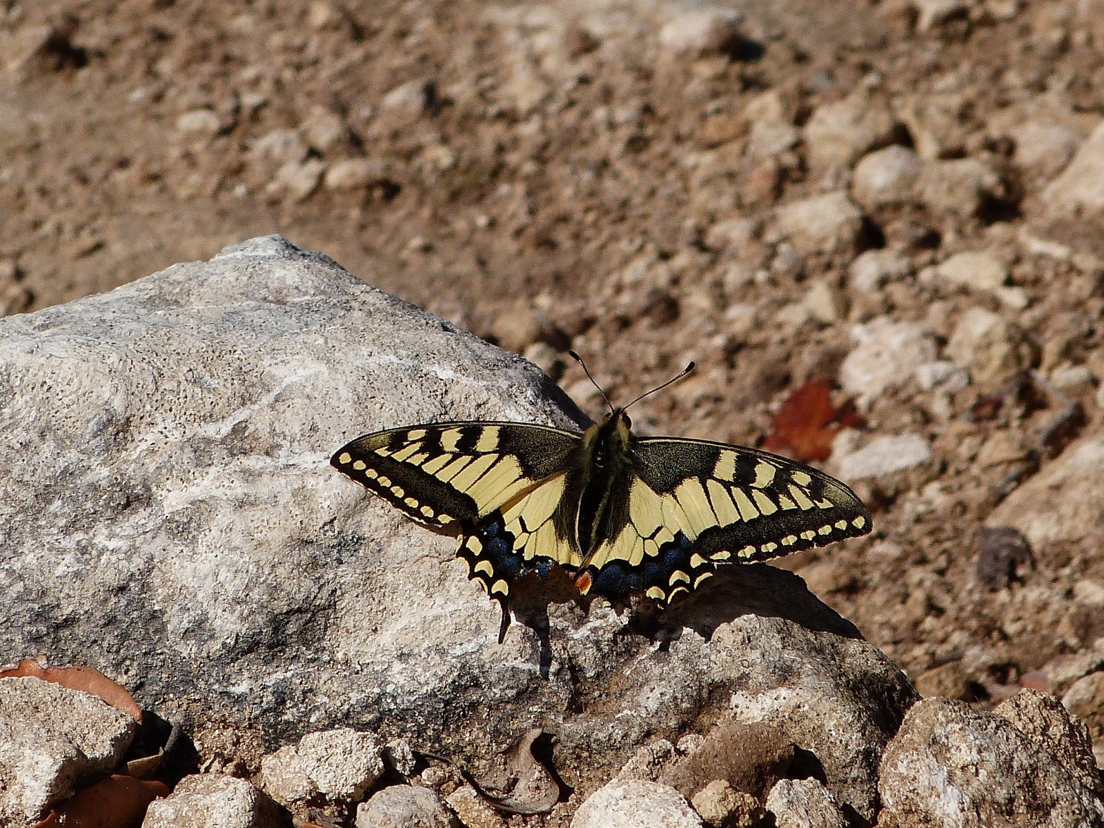 Wallpapers Animals Insects - Butterflies la machaon