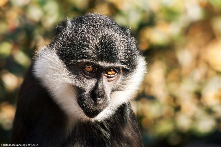 Fonds d'cran Animaux Singes Cercopithque de l'Hoest