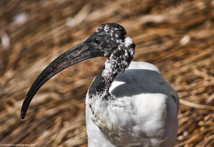 Fonds d'cran Animaux Oiseaux - Ibis Ibis sacr