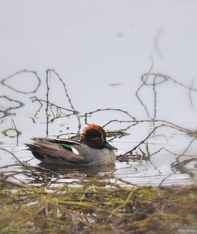 Fonds d'cran Animaux Oiseaux - Canards Sarcelle d' hiver mle 