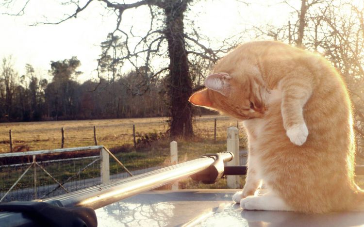 Fonds d'cran Animaux Chats - Chatons Toilette