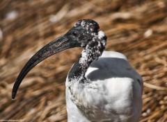  Animaux Ibis sacr