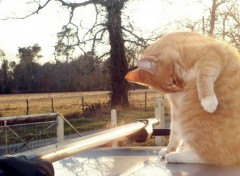  Animaux Toilette