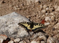  Animals la machaon