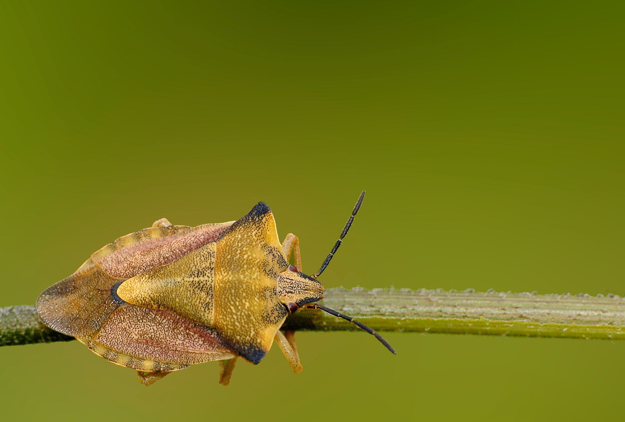 Fonds d'cran Animaux Insectes - Punaises 