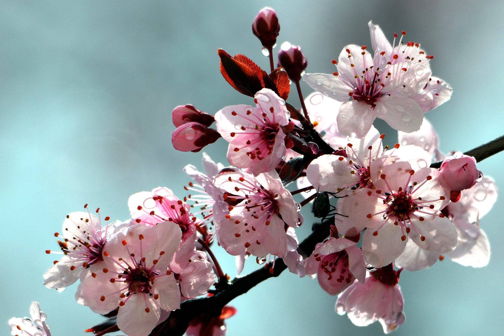 Wallpapers Nature Flowers Pluie et prunus