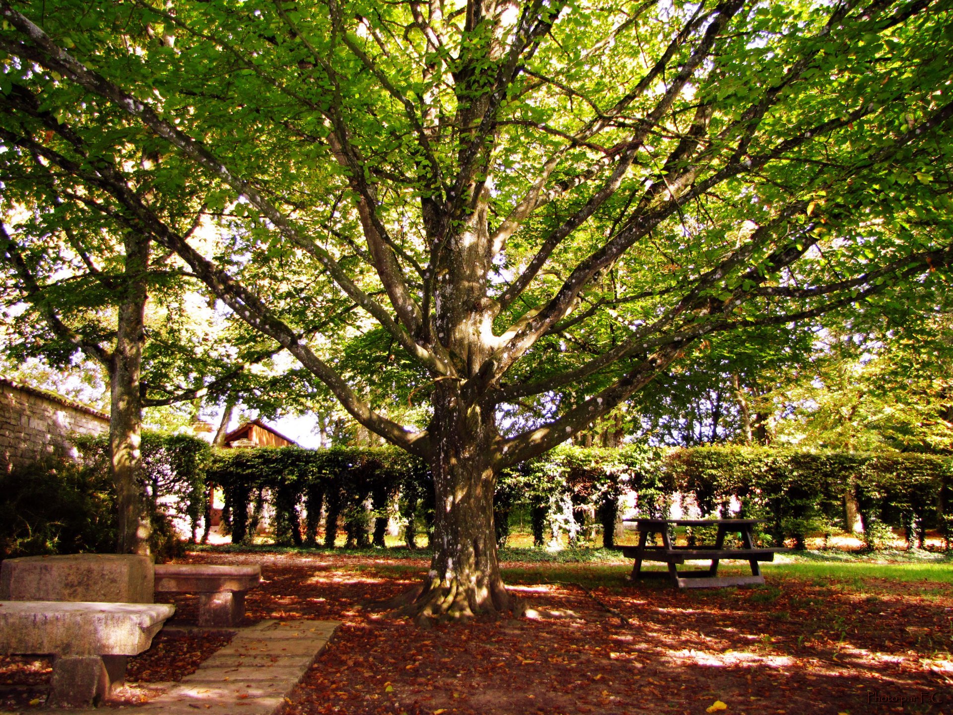 Wallpapers Nature Trees - Forests Un arbre  Cteaux