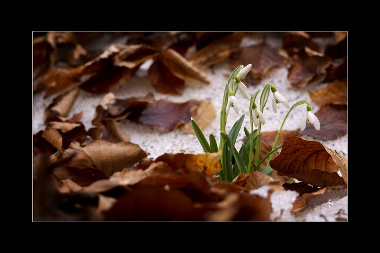 Fonds d'cran Nature Fleurs Le printemps arriva.