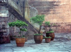  Trips : Asia bonsai chinois 2