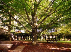  Nature Un arbre  Cteaux