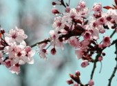  Nature prunus et pluie