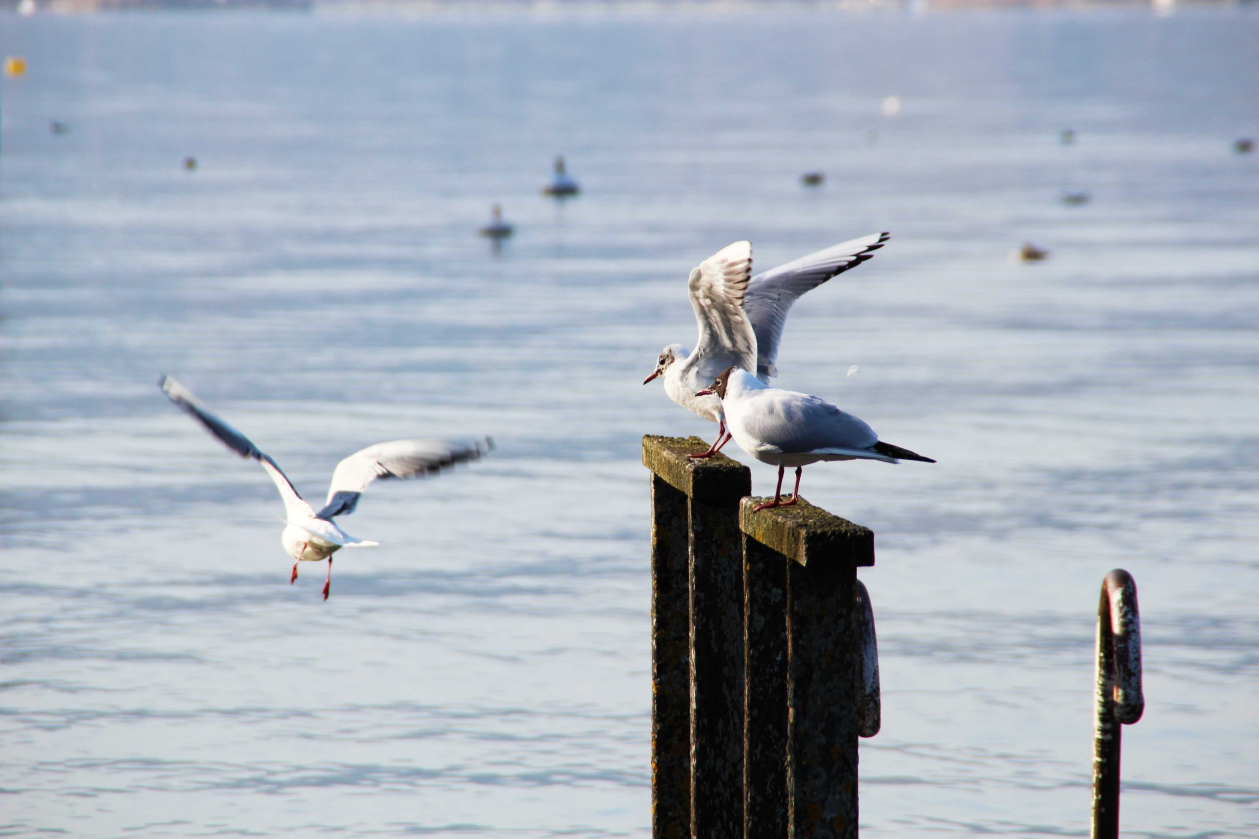 Fonds d'cran Animaux Oiseaux - Mouettes et Golands Pris en fuite