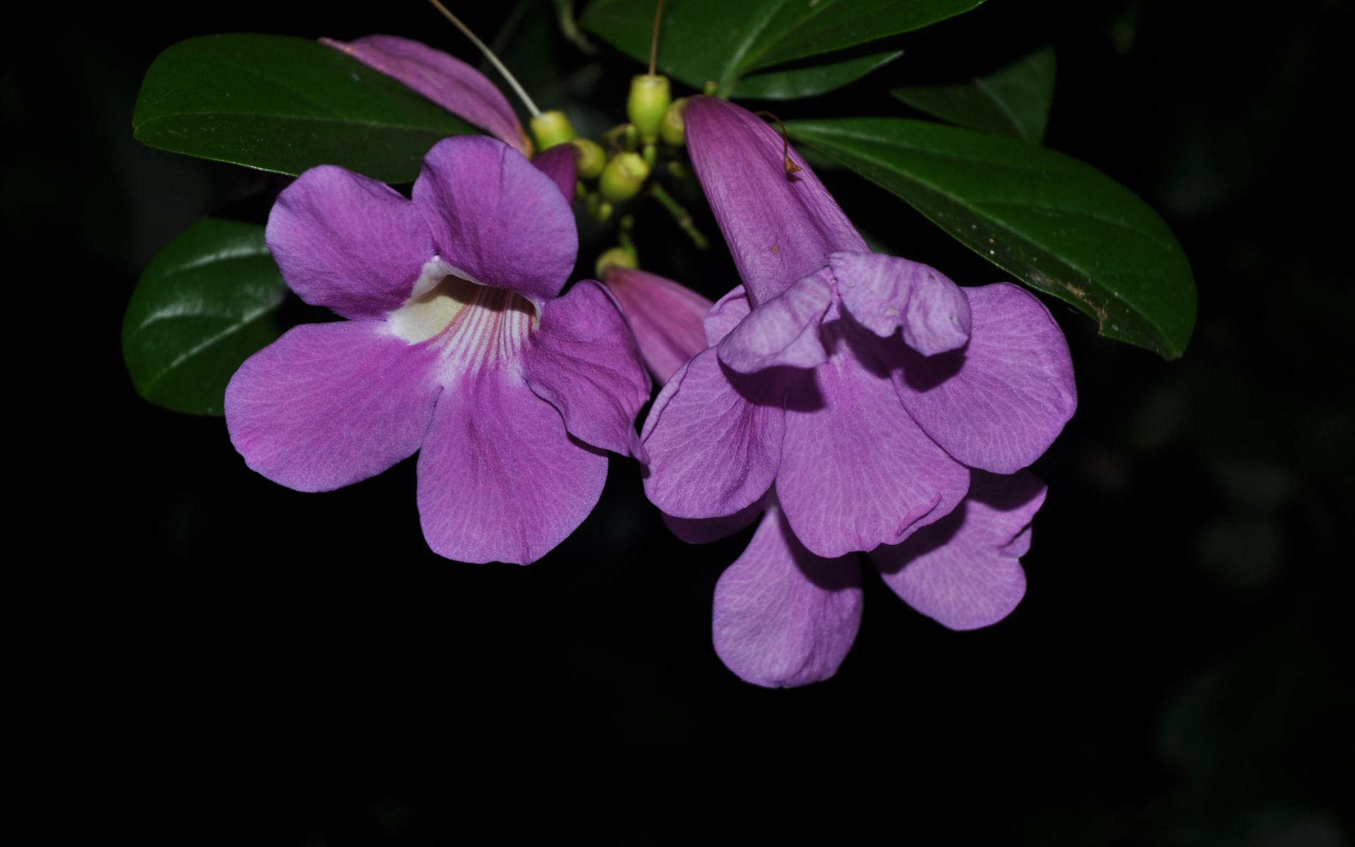 Fonds d'cran Nature Fleurs 