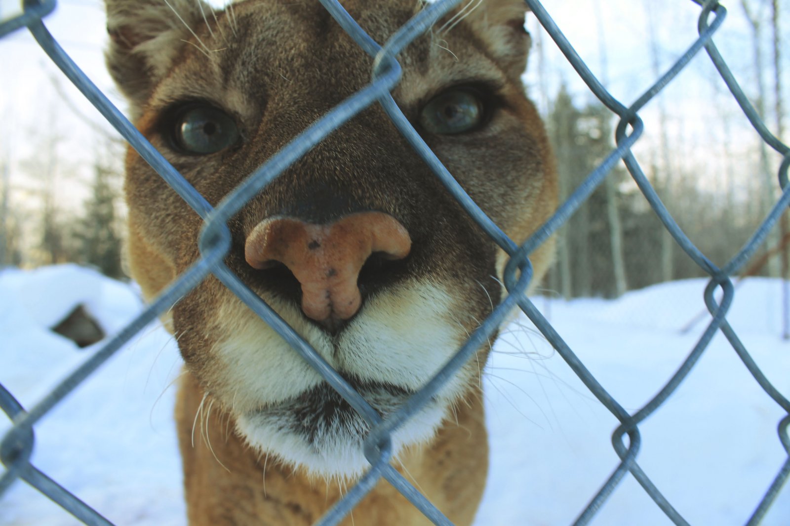 Fonds d'cran Animaux Flins - Pumas 