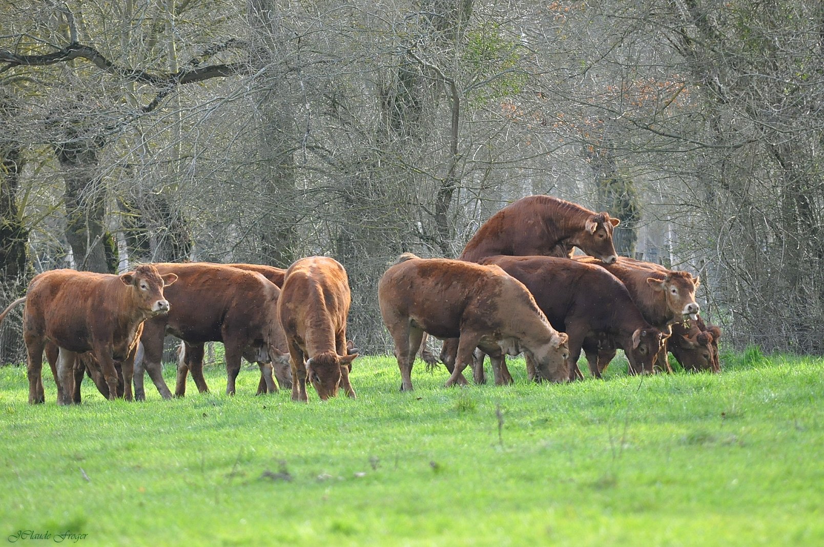 Wallpapers Animals Cows - Bulls - Beef L ' Amour est dans le pré 