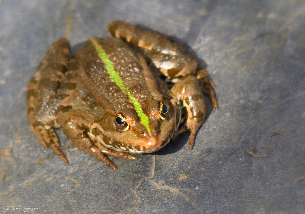 Fonds d'cran Animaux Grenouilles - Crapauds Cac !!! 